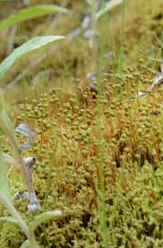 Attēlu rezultāti vaicājumam “Philonotis sporophyte”