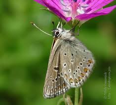 Attēlu rezultāti vaicājumam “Eumedonia eumedon”