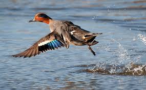 Attēlu rezultāti vaicājumam “Anas crecca”