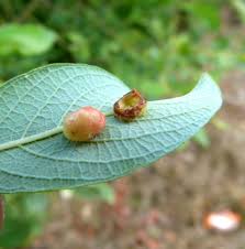 Attēlu rezultāti vaicājumam “Euura pedunculi”