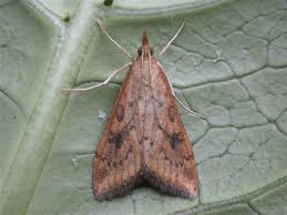 Attēlu rezultāti vaicājumam “Mollisia uda”