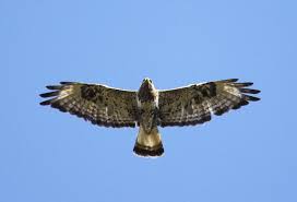 Attēlu rezultāti vaicājumam “Buteo lagopus adult”