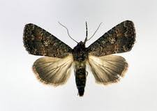 Attēlu rezultāti vaicājumam “Noctuidae”