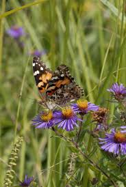 Attēlu rezultāti vaicājumam “Symphyotrichum novae-angliae flower”
