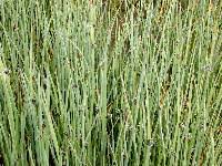 Attēlu rezultāti vaicājumam “Bolboschoenus maritimus flower”