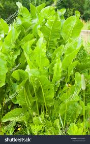 Attēlu rezultāti vaicājumam “Armoracia rusticana leaf”