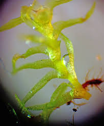 Attēlu rezultāti vaicājumam “Dicranella staphylina cells”