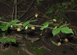 Attēlu rezultāti vaicājumam “Euonymus verrucosus fruit”