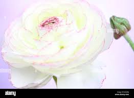 Attēlu rezultāti vaicājumam “Ranunculus lingua bud”