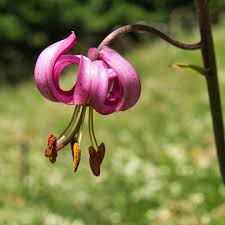 Attēlu rezultāti vaicājumam “Lilium martagon”