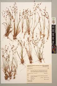 Attēlu rezultāti vaicājumam “Juncus bulbosus”