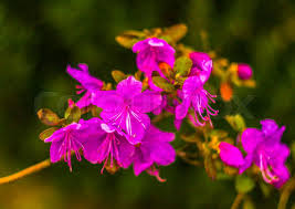 Attēlu rezultāti vaicājumam “Ledum palustre flower”