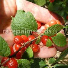 Attēlu rezultāti vaicājumam “Cerasus”