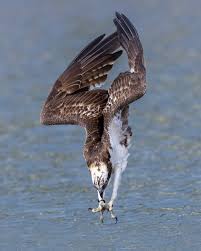 Image result for Pandion haliaetus