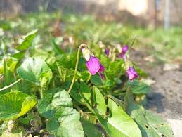 Attēlu rezultāti vaicājumam “Viola odorata bud”