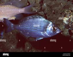 Image result for Spondyliosoma cantharus