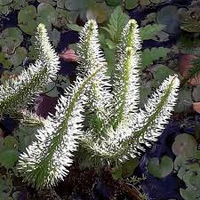 Attēlu rezultāti vaicājumam “Hippuris vulgaris leaf”