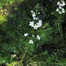 Attēlu rezultāti vaicājumam “Hottonia palustris flower”