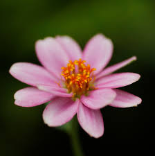 Image result for Zinnia violacea