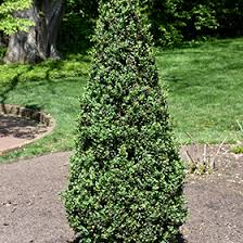 Attēlu rezultāti vaicājumam “Buxus sempervirens”