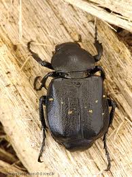 Attēlu rezultāti vaicājumam “Gnorimus variabilis”