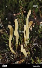 Attēlu rezultāti vaicājumam “Clavaria argillacea”