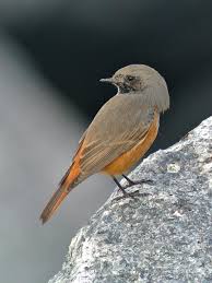 Attēlu rezultāti vaicājumam “Phoenicurus ochruros female”