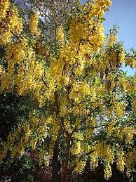 Attēlu rezultāti vaicājumam “Laburnum anagyroides”
