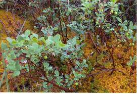 Attēlu rezultāti vaicājumam “Vaccinium uliginosum bud”