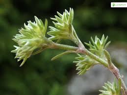 Attēlu rezultāti vaicājumam “Scleranthus annuus flower”