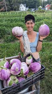 Afbeeldingsresultaat voor rosa bianca eggplant