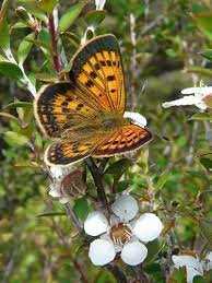 Attēlu rezultāti vaicājumam “Lycaeniinae”