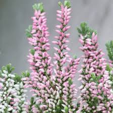 Attēlu rezultāti vaicājumam “Calluna vulgaris fruit”