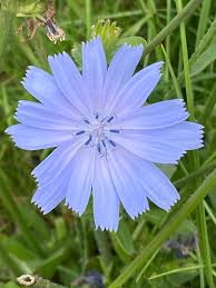 Attēlu rezultāti vaicājumam “Cichorium intybus flower”