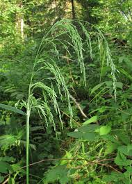 Attēlu rezultāti vaicājumam “Cinna latifolia”