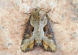 Attēlu rezultāti vaicājumam “Apamea ophiogramma”