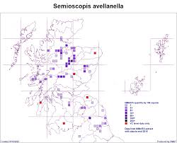 Attēlu rezultāti vaicājumam “Semioscopis avellanella”