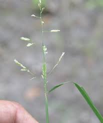 Attēlu rezultāti vaicājumam “Leersia oryzoides”