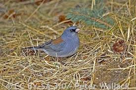 Image result for Junco hyemalis