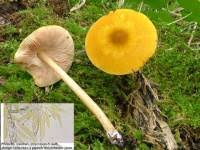 Attēlu rezultāti vaicājumam “Pluteus leoninus”