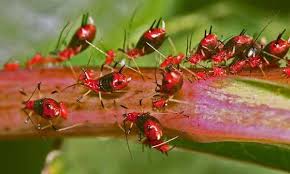 Attēlu rezultāti vaicājumam “Uroleucon hypochoeridis”