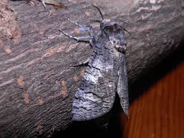 Attēlu rezultāti vaicājumam “Cossus cossus”