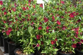 Image result for Mimulus x hybrida