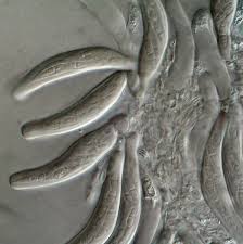 Attēlu rezultāti vaicājumam “Mycosphaerella millegrana”