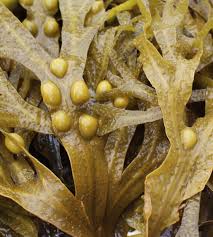 Attēlu rezultāti vaicājumam “Fucus vesiculosus”