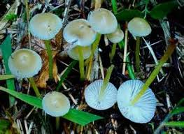 Attēlu rezultāti vaicājumam “Mycena viscosa”