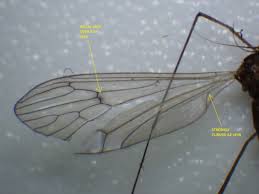 Attēlu rezultāti vaicājumam “Trichocera regelationis”