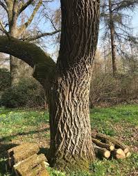 Attēlu rezultāti vaicājumam “Kalopanax septemlobus”