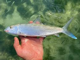 Image result for Albula vulpes