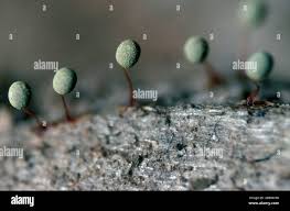 Attēlu rezultāti vaicājumam “Physarum penetrale macro”